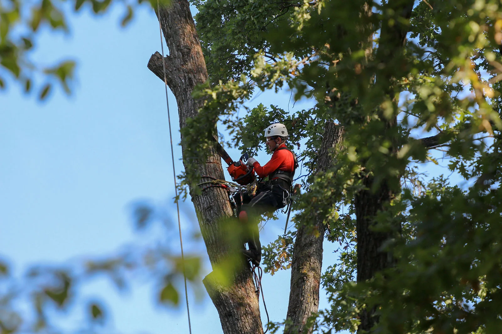 Tree Removal Safety Tips: How to Stay Safe While Cutting Down a Tree