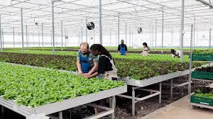 How To Hydroponic Farming Guide