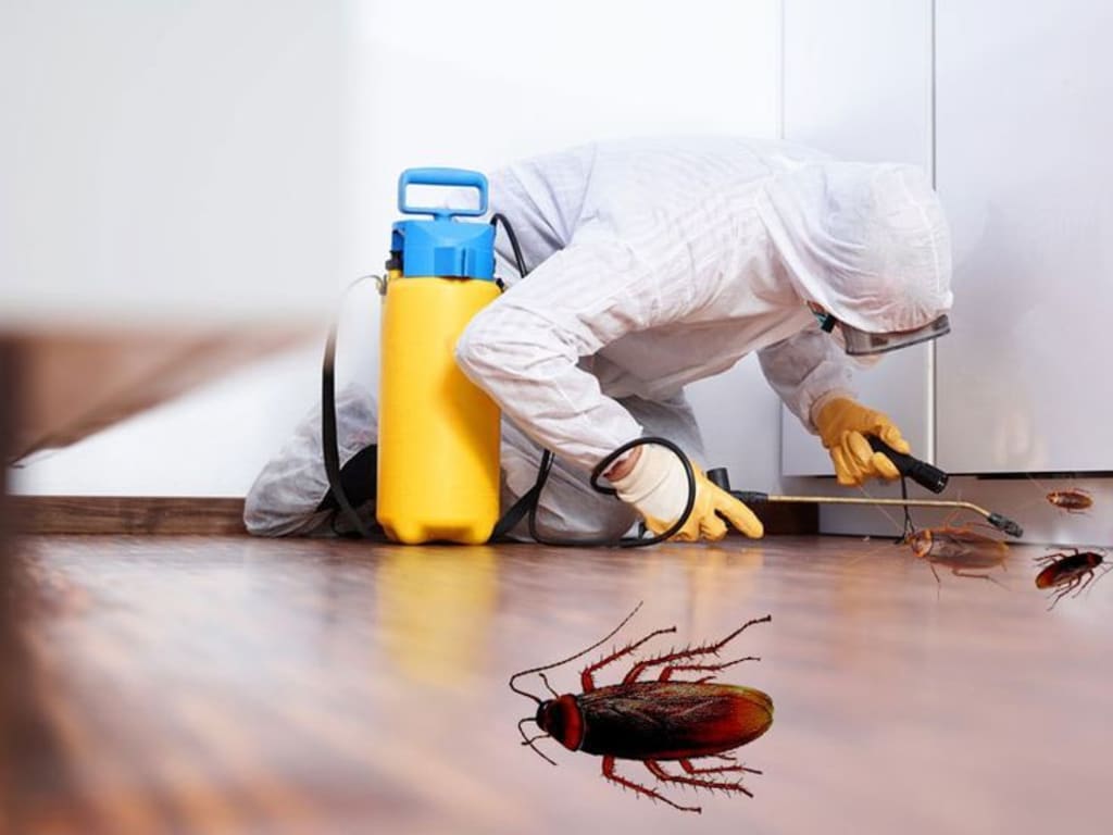 The Best Cockroach Pest Control Methods To Keep Your Home Bug-Free